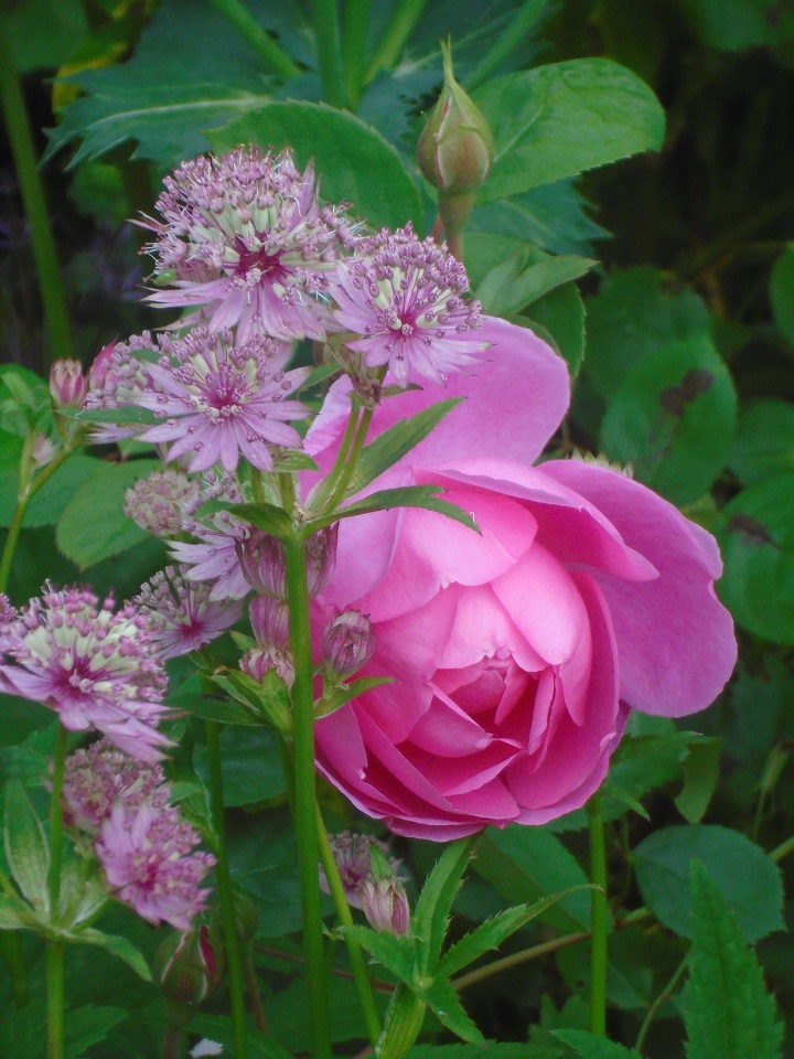 Photos of the Gardens Today